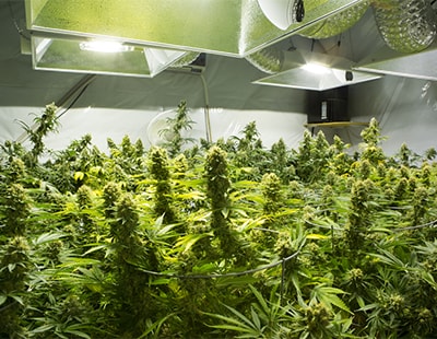 Rental property turned into a cannabis farm