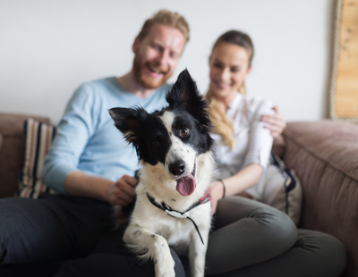 Landlords benefit from pets allowed in properties - new survey