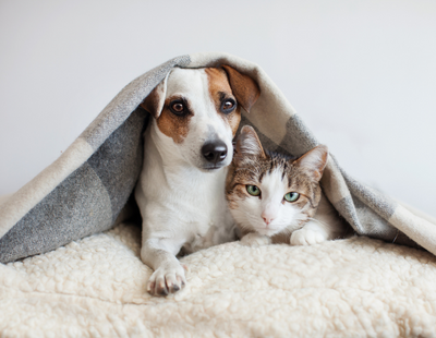 Landlords ‘must accept Pets in Lets’ - campaign begins
