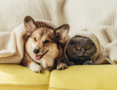 Landlords beware - pets are coming to the private rental sector