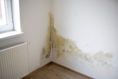 Council urges tenants to report mould and tells landlords what to do 