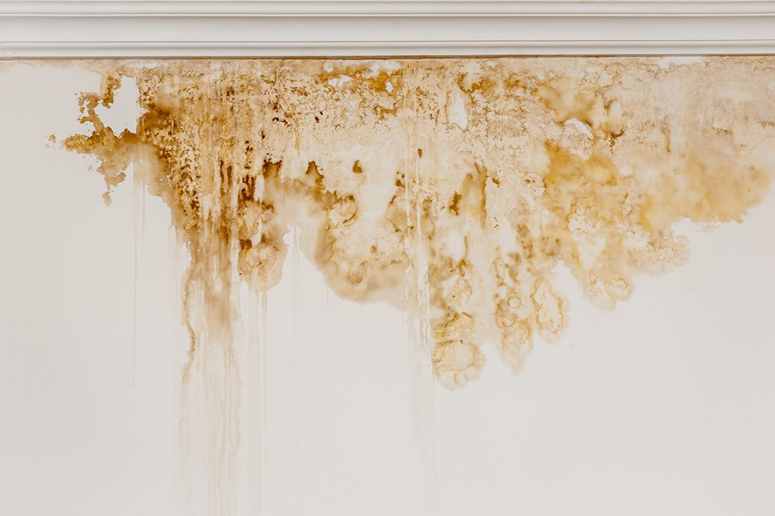 Don’t let damp and mould damage your property