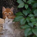 Orange tabby cat resting behind a stone wall with green foliage.