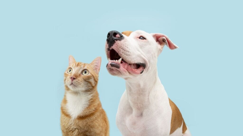Politicians to vote on allowing pets in rental properties